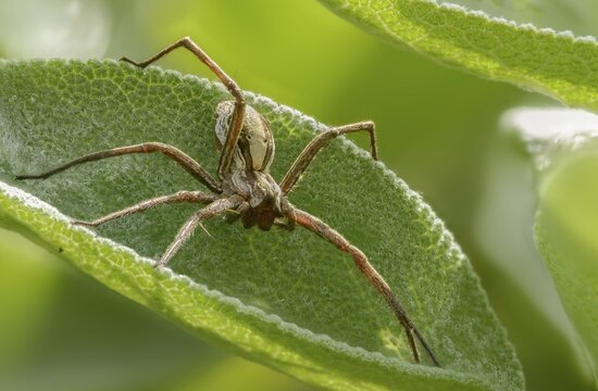Araneomorphae, bridal gift spider, nursery web spider, pisaura mirabilis, arachnids, arthropods, arthropods, hunting spiders, spiders, spiders