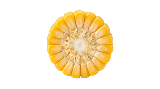 Fresh sweet corn cob cross section on transparent background
