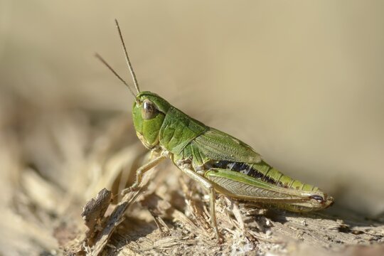 Acrididae, Caelifera, Chorthippus parallelus, field locusts, common grasshoppers, gomphocerinae, short-feeler, pseudochorthippus parallelus, female, grasshoppers, grasshoppers, insects, meadow grasshoppers, insects, meadow grasshoppers, female