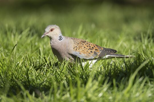 European turtle dove (Streptopelia turtur) adult bird in grassland, England, United Kingdom