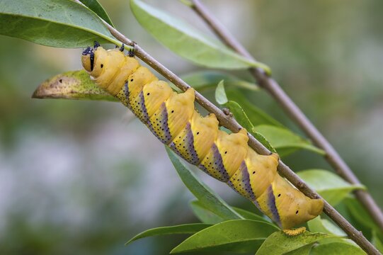 Acherontia Atropos, Death's-Head Hawkmoth, Greater Death's Head Hawkmoth, Sphingidae, Skull Swarmers, Inchworm, Insects, Moths, Moths, Moths, Caterpillar, Butterflies, Swarmers