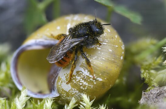 Hymenoptera, osmia bicolor, hymenoptera, snail shell bee, bicolor snail house bee, insects, two-coloured mason-bee