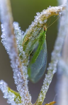 Chrysoperla carnea, lacewing, common lacewing, green lacewing, green lacewing, neuroptera, detail, ice crystals, frost, high size, portrait format, insects, cold, webwing, hoarfrost, rime, winter