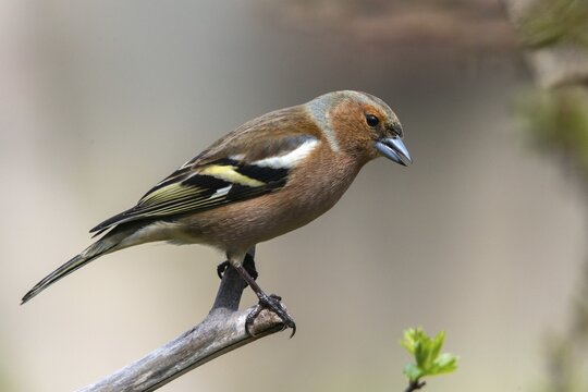 Chaffinch, Fringilla Coelebs, Birds, Male, Passeri, Songbirds, Birds