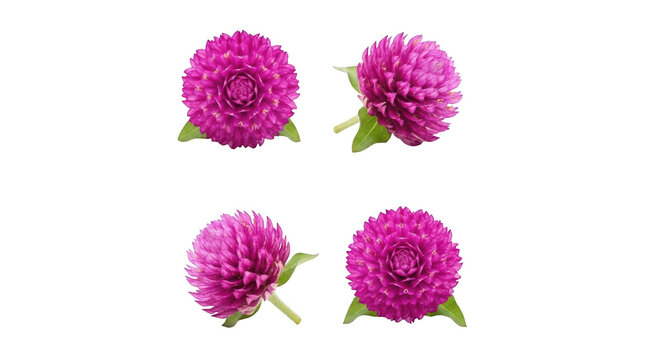 Set of four vibrant purple globe amaranth flowers isolated on transparent background