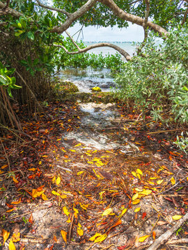 Fallen yellow leaves of red mangrove (binomial name: Rhizophora mangle) in a fringe mangrove forest, with a coconut in a swash zone, along Sarasota Bay on a July afternoon in southwest Florida