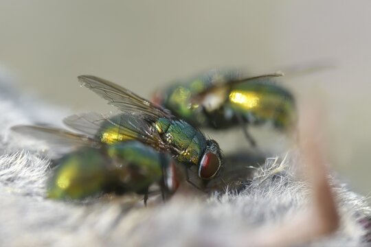 Calliphoridae, goldfly, Lucilia spec., blowflies, diptera, insects, two-winged birds