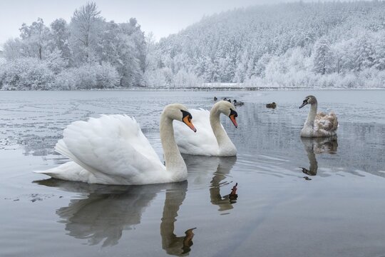 Cygnus olor, mute swan, anatidae, birds, duckbirds, cusp swan, swans, snow, swans, birds, waterbirds, waterbirds, winter