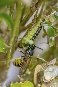 Box tree moth, boxwood moth, boxwood moth, cydalima perspectalis, real wasps, common wasp, hymenoptera, short-headed wasps, vespula vulgaris, yellowjacket, moth, prey, capture, common wasp, wrinkle wasps, high size, portrait format, hunting, inchworm, insects, hunting, moth, caterpillar, butterflies, pest control, wasp, wasp
