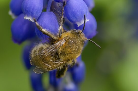 Anthophora acervorum, anthophora plumipes, apidae, bees, spring fur bee, common fur bee, hairy-footed flower bee, hymenoptera, insects, males, males