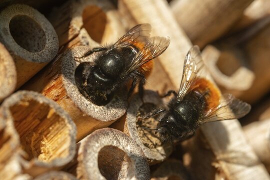 Apidae, bees, horned mason bee, hymenoptera, hornfaced bee, hymenoptera, insect house, insect nest aid, insect wall, mason bee, osmia cornuta, bug hotel, female, insect hotel, insect house, insects, insect wood, insect hotel, nesting aid, female, wild bees