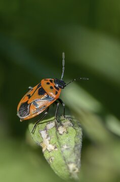 Eurydema ornata, Eurydema ornatum, vegetable bug, heteroptera, pentatomidae, ornamental bug, black-backed vegetable bug, tree bugs, high size, portrait format, insects, bugs