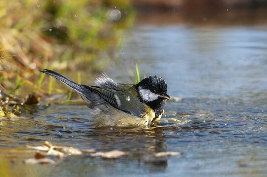 Great tit, great tit, parus major, bath, bird bath, birds, tit, passeri, songbirds, songbirds, tits, potions, birdbath, birds, watering place