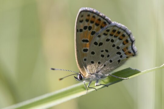 Brown moth, Lycaena tityrus, sulfur bird, sooty purple-edged copper, birds, butterfly, insects, butterfly, butterflies, butterflies