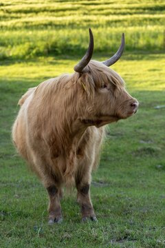 Artiodactyla, Bos Primigenius f. taurus, cattle, even-toed ungulate, highland cattle, kyloe, cloven-hoofed, cattle grazing, Scottish highland cattle, grazing, domesticated animals, extensive grazing, pet, high size, portrait, highland cattle, mammals, cattle, mammals, pasture