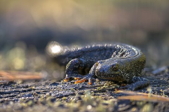 Brandenburg, Germany, Great Crested Newt, crested newt, Nabu, Nabu project, national natural heritage, green house natural paradise, northern crested newt, Triturus cristatus, amphibians, amphibians, post-mining landscape, green house, rural traditional costume, amphibians, warty newt