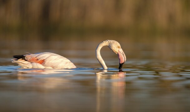 Afro-Asian Greater Flamingo, Eurasian Flamingo, European Flamingo, Granelli, Greater Flamingo, Italy, Pantano Cuba Lagoon, Pantani Cuba and Longarini, Phoenicopterus Roseus, Rosy Flamingo, Migratory Bird Sanctuary Pantani Cuba & Longarini, Birds, Ciconiiformes, Flamingo, Italy, Walking Birds, Sicily, Foundation per species diversity, stork birds, birds