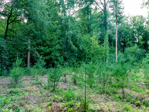 Wiederaufforstung im Mischwald