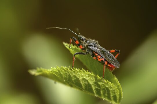 Ringed murder bug, heteroptera, murder bug, Reduviidae, Rhinocoris annulatus, insects, predatory bugs, bedbugs