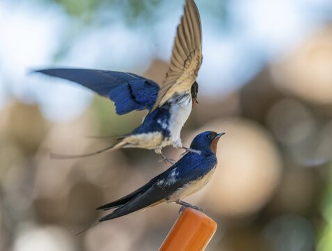 Hirundo rustica, barn swallow, courtship behavior, birds, passeri, swallows, songbirds, songbirds, birds