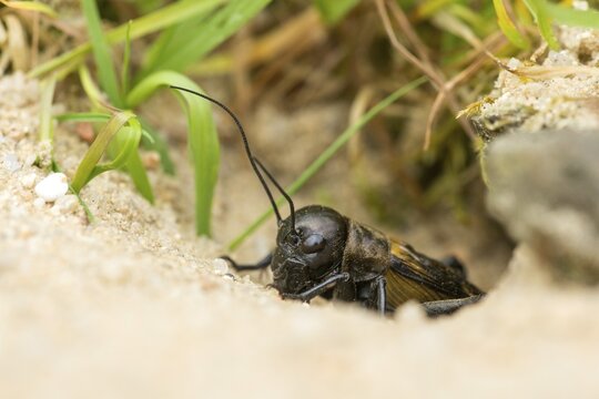 Field cricket, Gryllus campestris, ensifera, field cricket, crickets, insects, insects, long-feeler scare