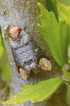 Buff tip, moonspot, moonbird, phalera bucephala, high size, portrait format, insects, moths, moths, butterflies