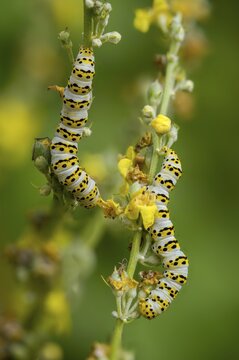 Cucullia lychnitis, grey-pollinated woolly monk, Shargacucullia lychnitis, later mullein monk, striped lychnis, high size, portrait, inchworm, insects, moths, moths, moths, caterpillar, butterflies