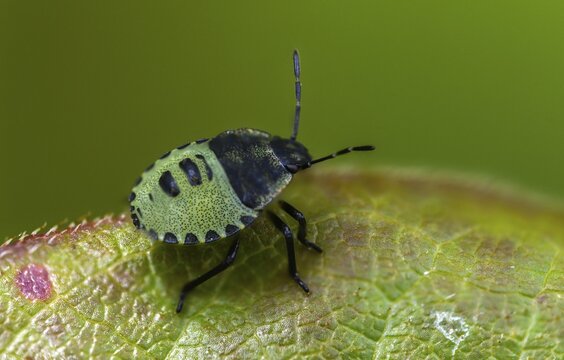 Common stink bug, common greenling, green pentatomide bug, green stink bug, heteroptera, young larva, palomena prasina, stink bug, green shield bug, insects, nymph, bugs