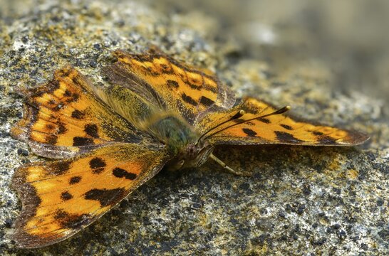C-butterfly, comma butterfly, nymphalis c-album, polygonia c-album, butterfly, insects, butterflies, butterflies