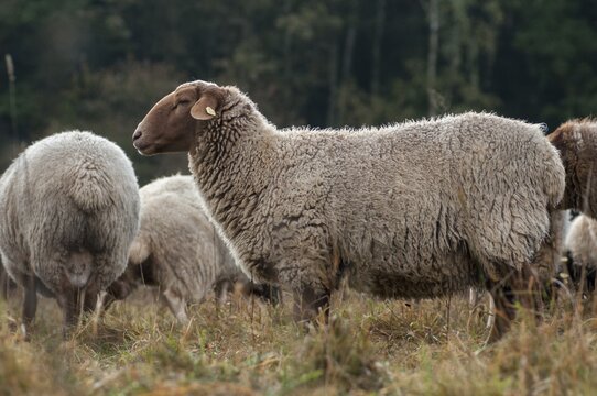 Artiodactyla, Coburg fox sheep, domestic sheep, even-toed ungulate, domestic sheep, Ovis Gmelini aries sspec.4, cloven-hoofed, domesticated animals, extensive grazing, pet, mammals, sheep, sheep, mammals, wild pastures