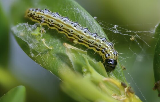 Box tree moth, boxwood moth, boxwood moth, cydalima perspectalis, moth, inchworm, insects, moths, caterpillars, butterflies