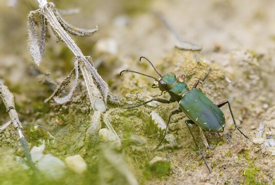 Acari, arachnida, carabidae, cicindela campestris, field sandground beetle, field sandstrider, mite, sandground beetle, arachnids, arthropods, coleoptera, arthropods, green tiger beetle, insects, beetles, ground beetles