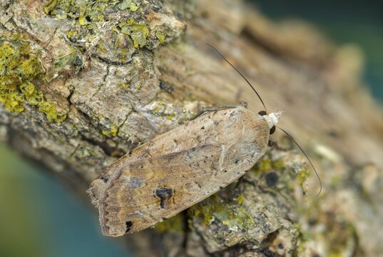 Housemother, large yellow underwing, Noctua pronuba, flew off, insects, moths, moths, butterflies