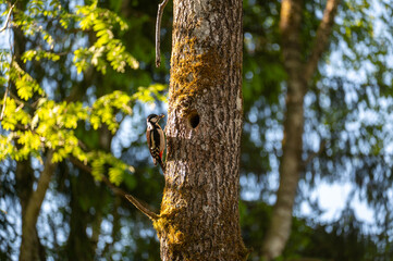 Fototapeta premium A woodpecker sits on a tree trunk at the nesting site