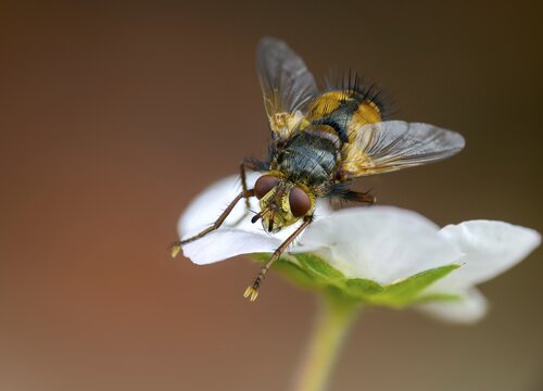 Hedgehog fly, hedgehog fly, caterpillar fly, tachina fera, diptera, insects, two-winged birds