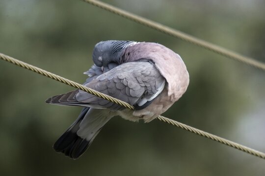 Columba palumbus, woodpigeon, birds, columbidae, doves, plumage care, preening, pigeons, birds