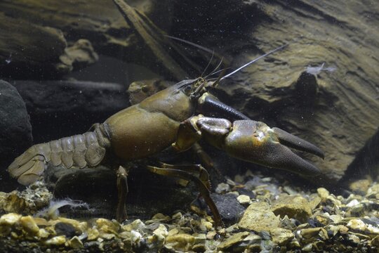 American crayfish, astacoid, astacus leniusculus, crayfish, Californian crayfish, pacifastacus leniusculus, signal crayfish