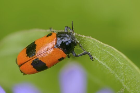Ant sack beetle, ant bag beetle, Clytra laeviuscula, willow clytra, beetle, coleoptera, insects, beetles