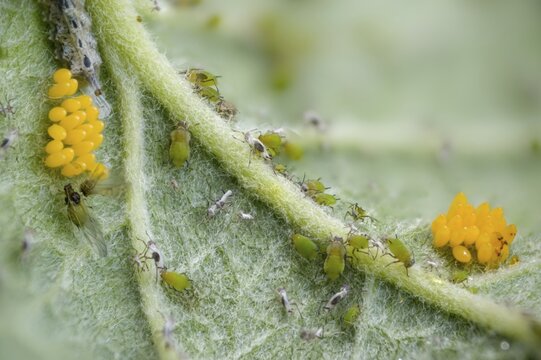 Coccinella septempunctata, seven-spotted ladybird, beetle, aphid, aphids, coleoptera, eggs, clutches, insects, beetles, seven-spot ladybird, seven-spotted ladybug