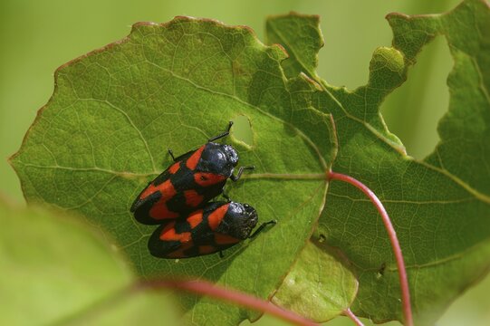 Blood cicada, cercopis vulnerata, cicadomorpha, common blood cicada, hemiptera, red-and-black froghopper, rhynchota, round-headed cicadas, beak kerves, froghoppers, insects, copula, mating