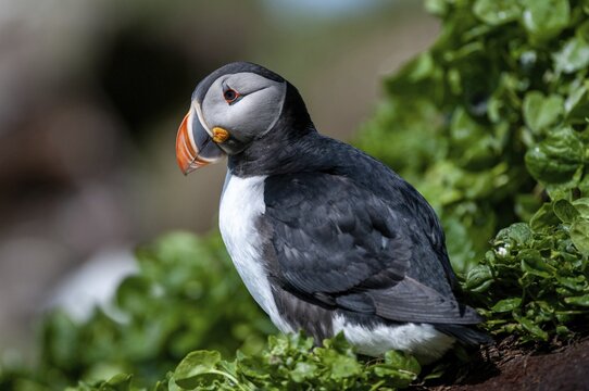 Atlantic puffin, Fratercula arctica, Norway, puffins, puffins, varangers, alcidae, alcidae, alkenbirds, birds, birds, waterbirds, waterbirds