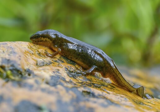 Lissotriton vulgaris, smooth newt, triturus vulgaris, amphibians, amphibians, country traditional costume, amphibians