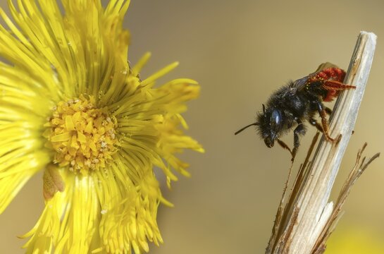 Apidae, bees, hymenoptera, mason bee, osmia bicornis, osmia rufa, red mason bee, insects