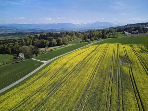 Blooming rapeseed field with the Alps and the Rigi in the background, Geltwil, Freiamt, Canton of Aargau, Switzerland