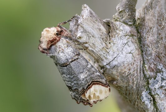 Buff tip, moonspot, moonbird, phalera bucephala, insects, moths, moths, butterflies