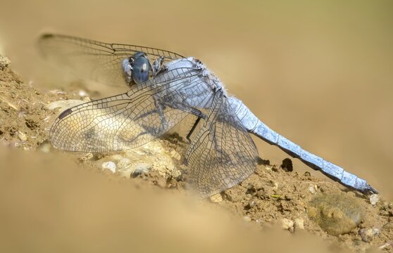 Orthetrum Brunneum, Southern Skimmer, Southern Blue Arrow, Anisoptera, Blue Arrow, Damselflies, Dragonflies, Insects, Dragonflies, Odonata, Sailing Barks