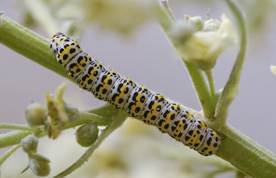 Cucullia lychnitis, grey-pollinated woolly monk, Shargacucullia lychnitis, later mullein monk, striped lychnis, inchworm, insects, moths, moths, moths, caterpillar, butterflies