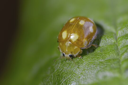 Calvia decemguttata, cream spot ladybird, light ladybird, ten-spot ladybird, ten-spot ladybird, ten-spotted ladybird, beetle, coleoptera, insects, beetles
