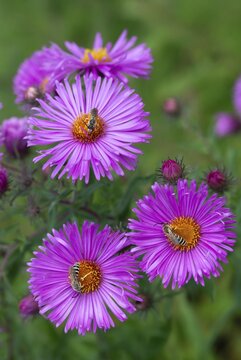 Apidae, bees, furrow bee, yellow-haired furrow bee, halictus scabiosae, hymenoptera, great banded furrow bee, high size, portrait format, honey bee-sized halictus, insects, insects