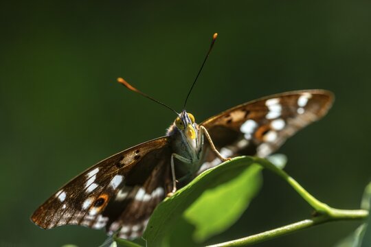Apatura ilia, small Schiller butterfly, Lesser purple emperor, butterfly, insects, butterflies, butterflies, butterflies